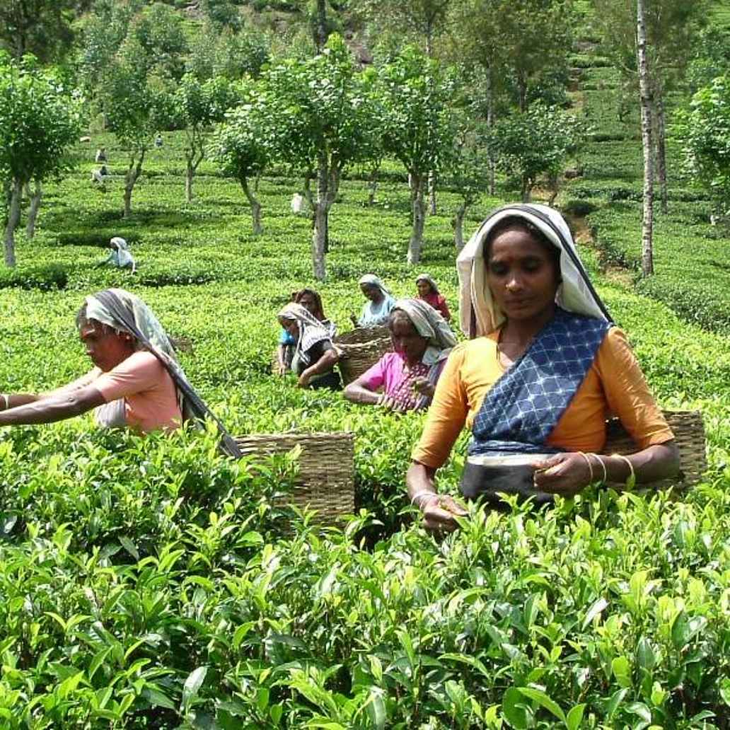 Fair trade tea pickers in Sri Lanka. Credit: Cafédirect